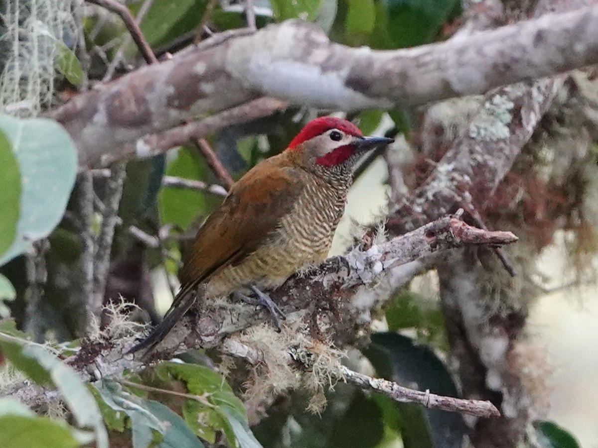 Golden-olive Woodpecker - ML610657194