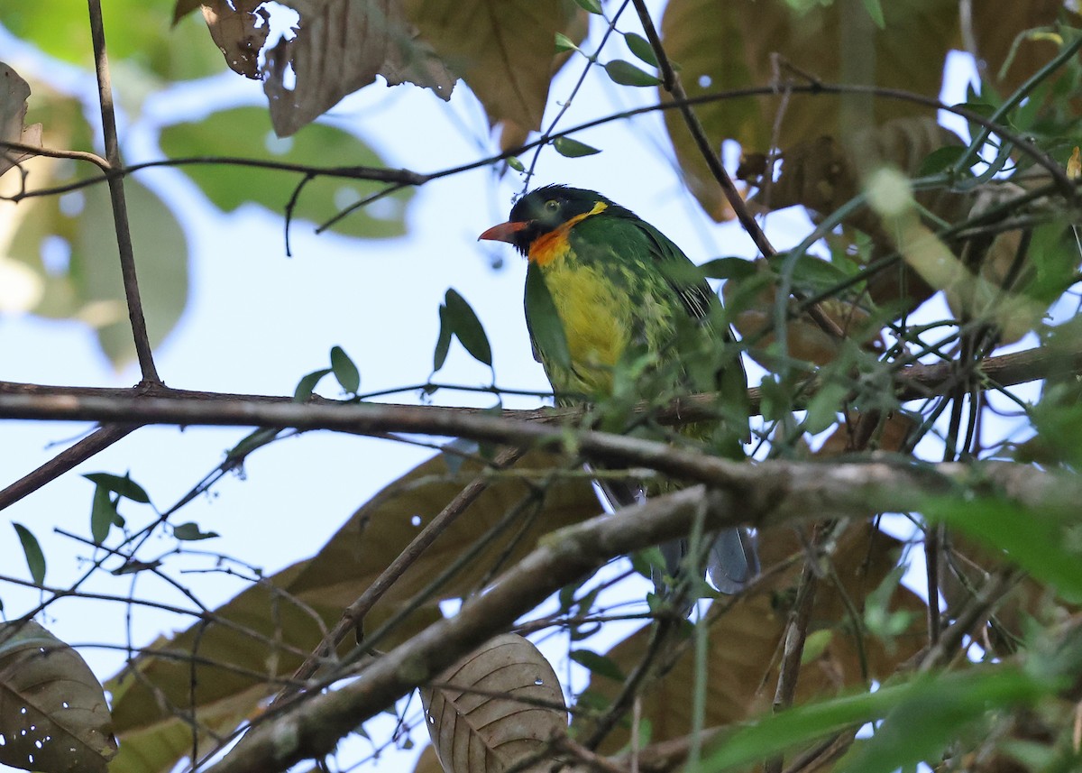 Masked Fruiteater - ML610657201