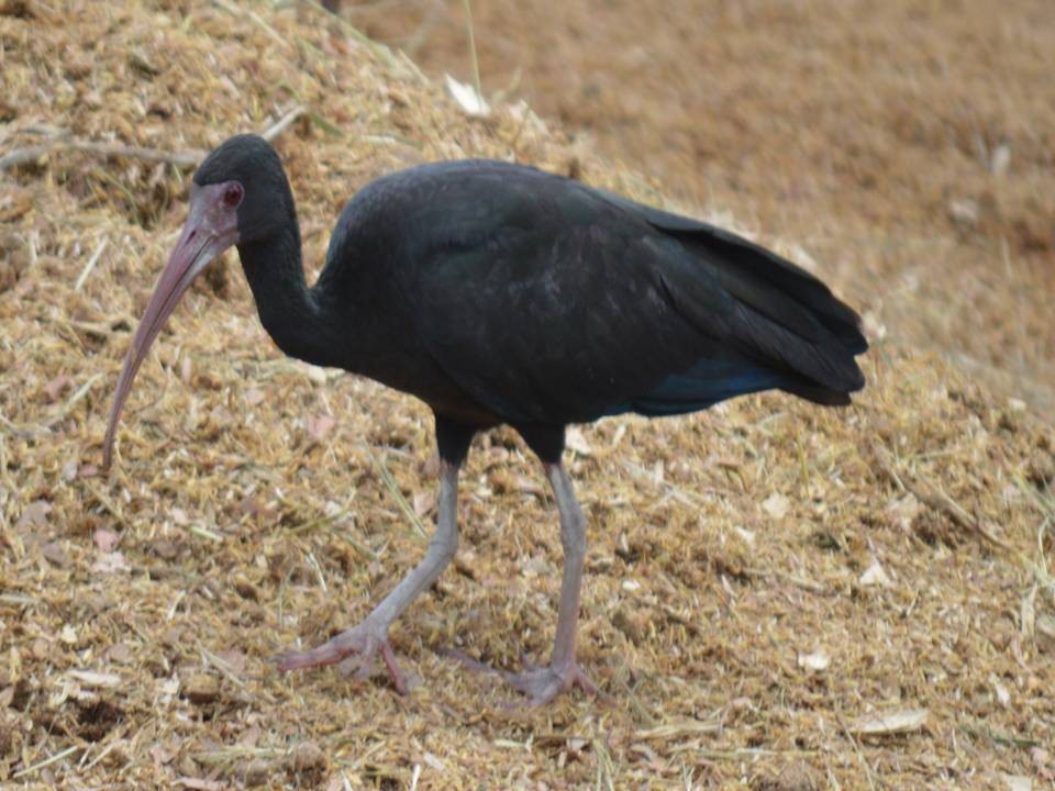 Bare-faced Ibis - ML610657262