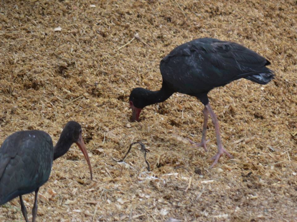 Bare-faced Ibis - ML610657263