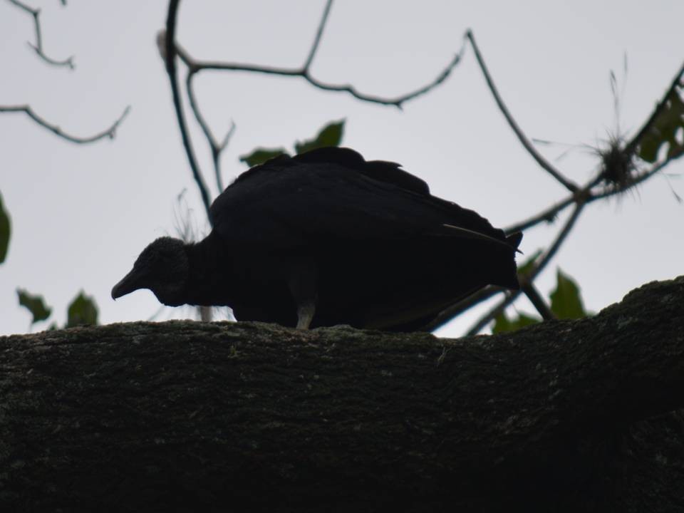 Black Vulture - ML610657267