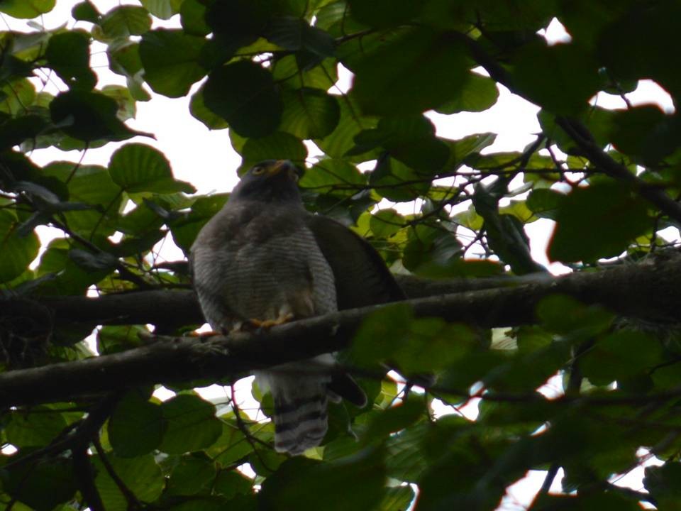 Roadside Hawk - ML610657289