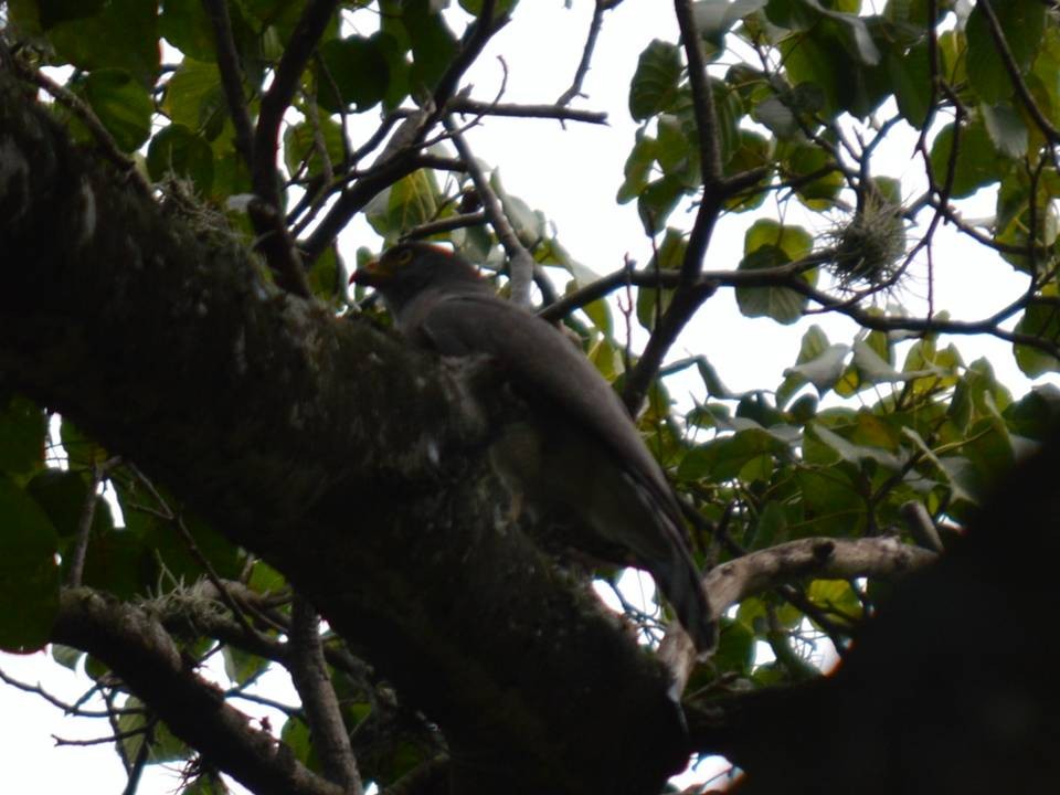 Roadside Hawk - ML610657290