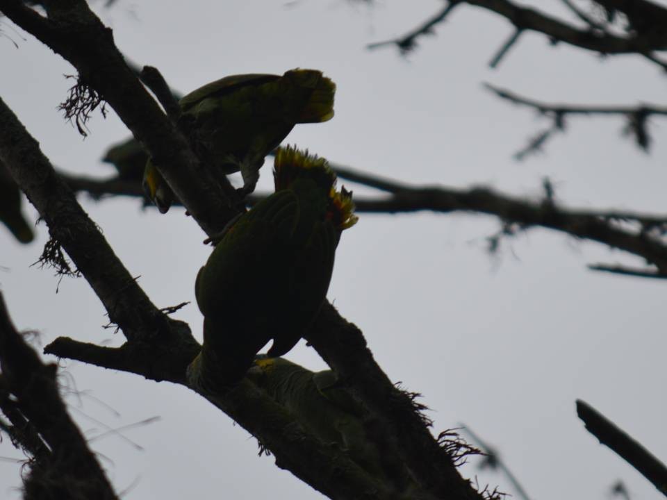 Orange-winged Parrot - Pedro Javier Arriaga Aguirre