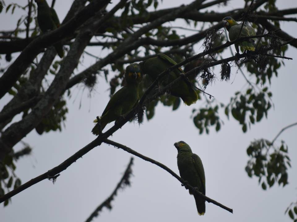 Orange-winged Parrot - ML610657295