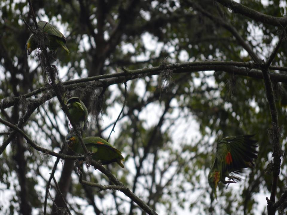 Orange-winged Parrot - ML610657296