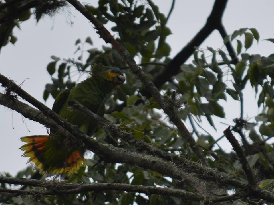 Orange-winged Parrot - ML610657297