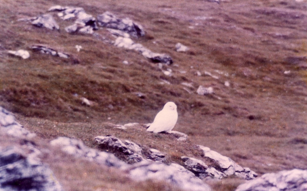 Snowy Owl - ML610657300