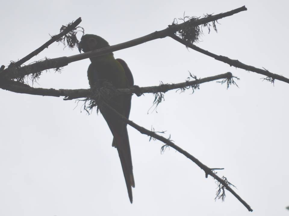 Chestnut-fronted Macaw - ML610657301