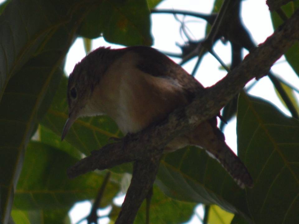 House Wren - ML610657304