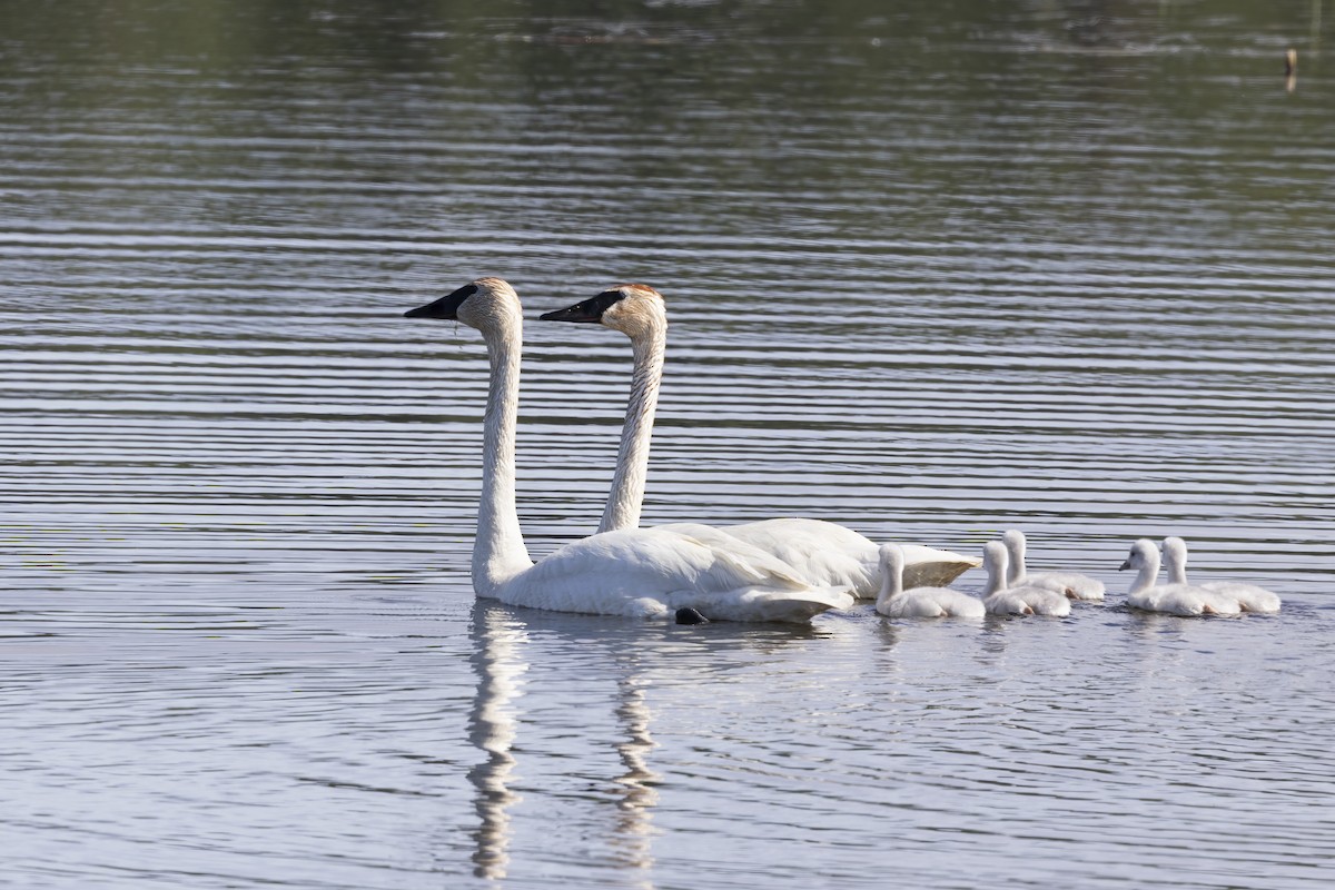 Trumpeter Swan - ML610657309