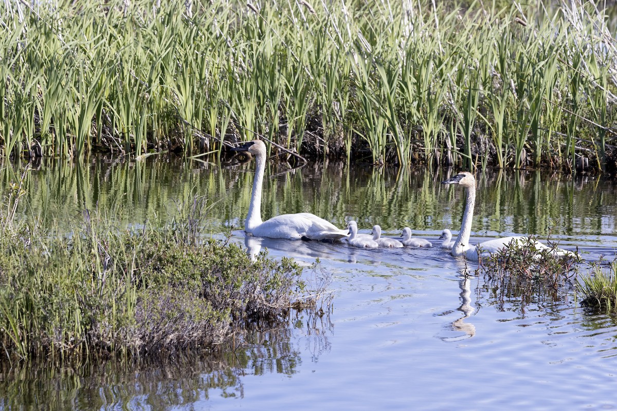 Trumpeter Swan - ML610657312