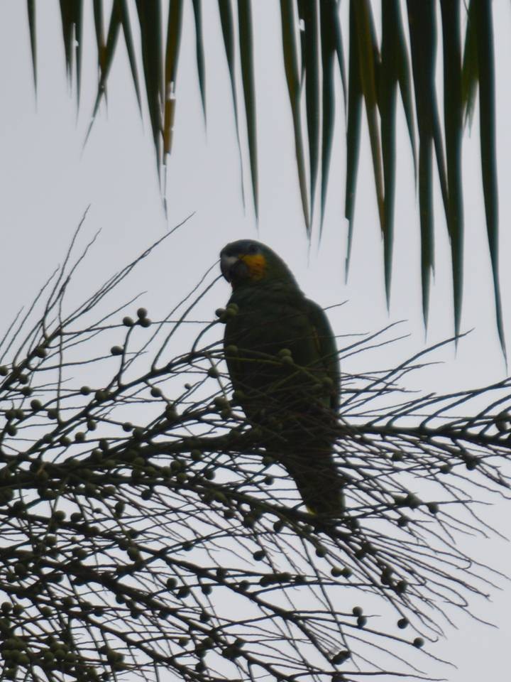 Orange-winged Parrot - ML610657327