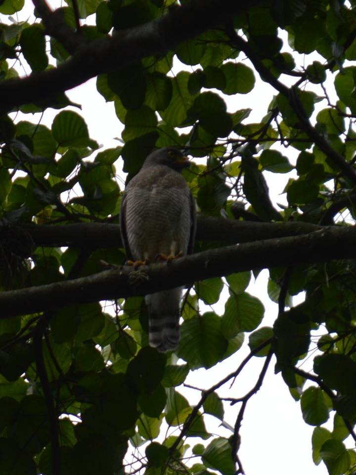 Roadside Hawk - ML610657342