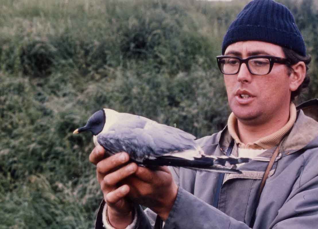 Sabine's Gull - Mike Edgecombe