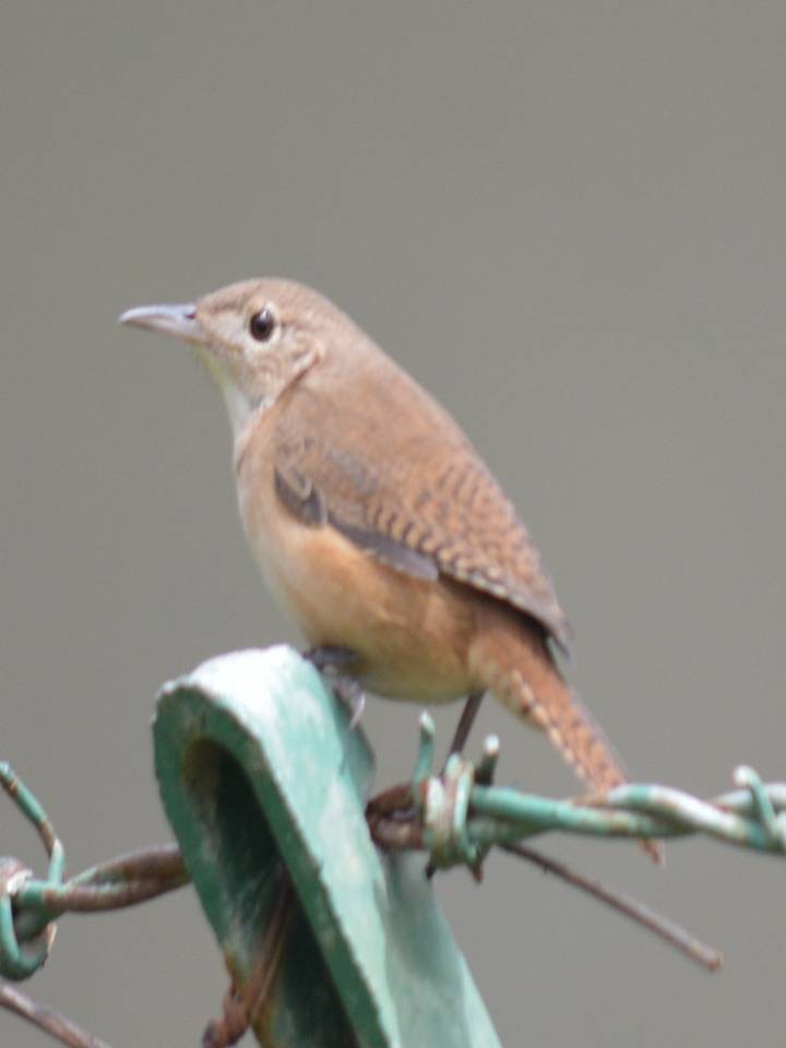 House Wren - ML610657352