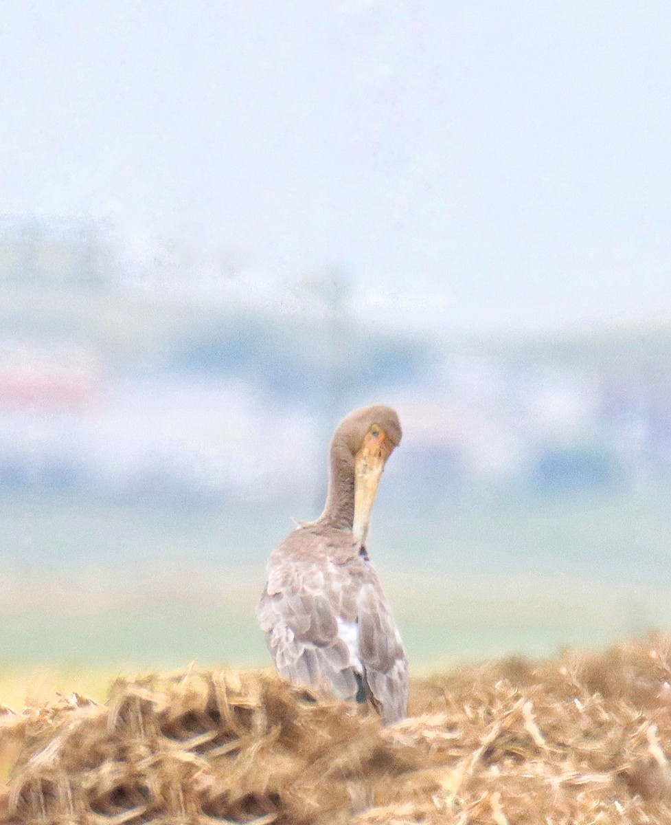 Yellow-billed Stork - משה נאמן