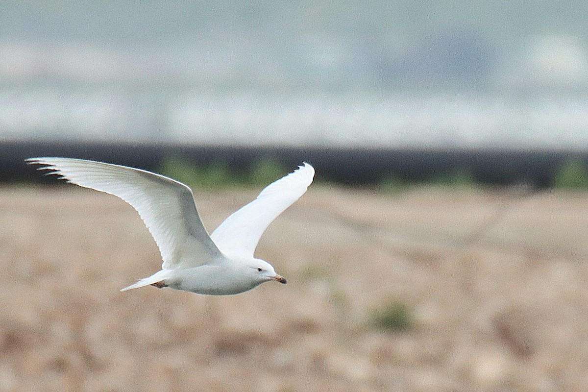 Armenian Gull - ML610657592