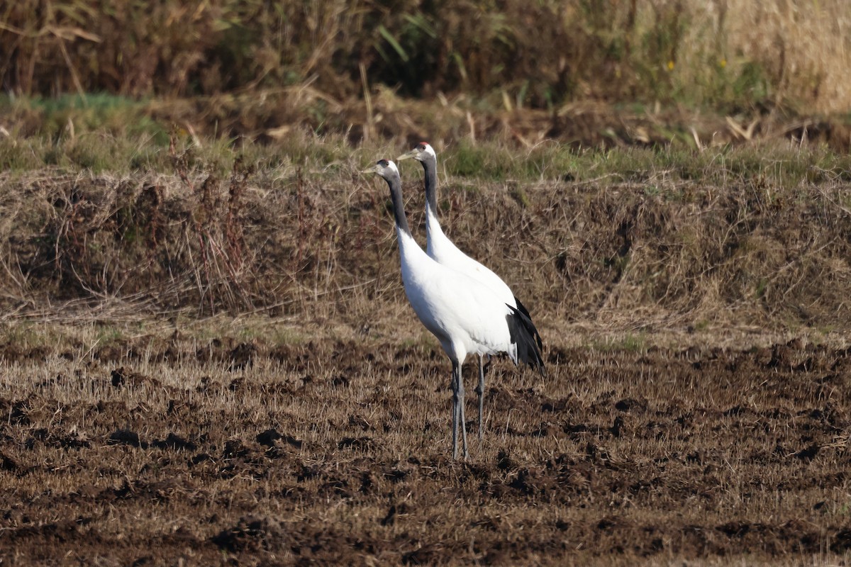 Red-crowned Crane - Akinori Miura