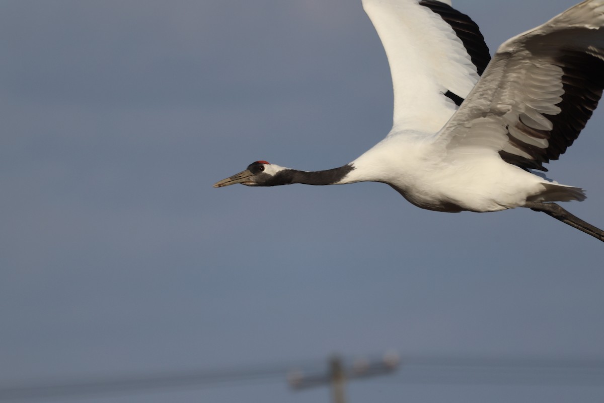 Red-crowned Crane - ML610657617