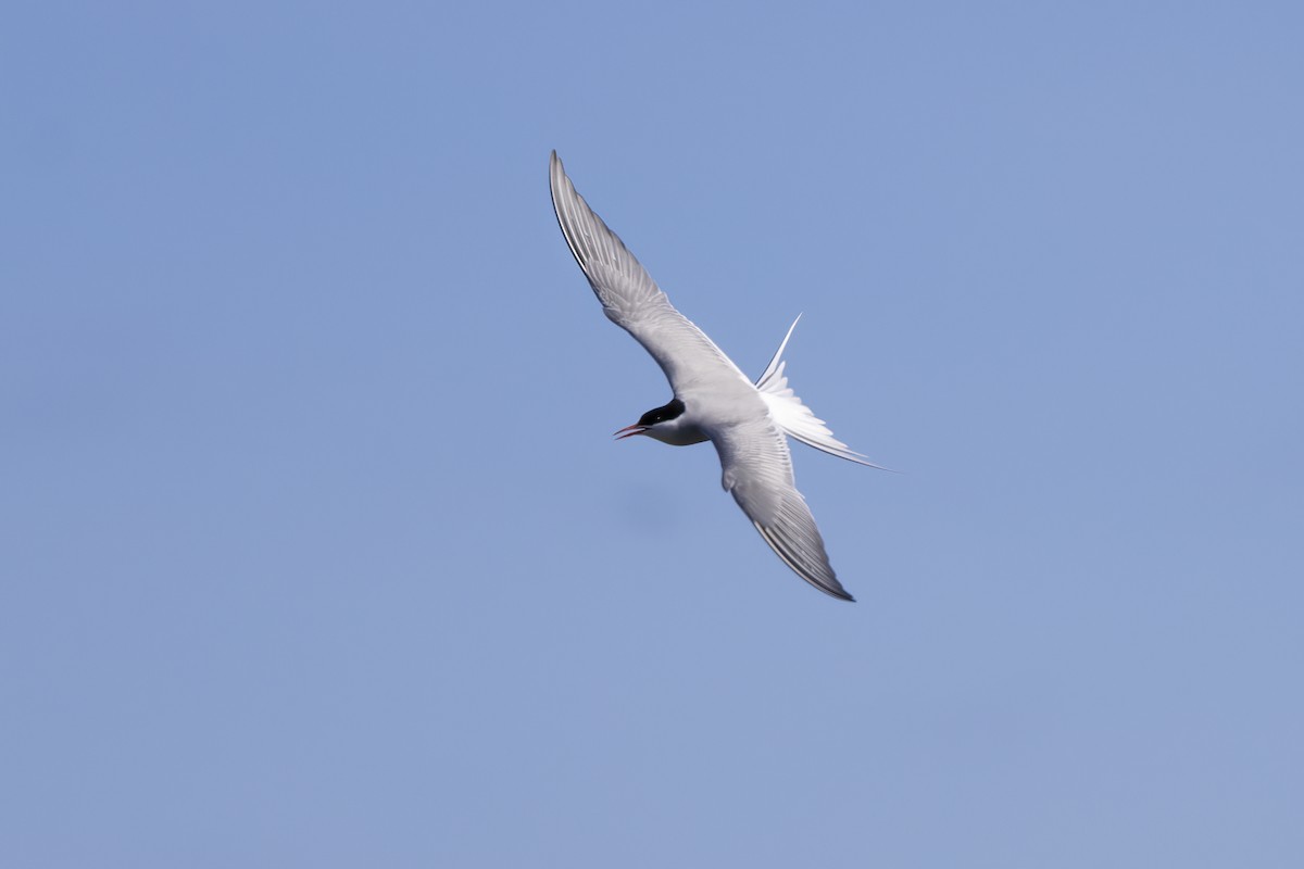 Arctic Tern - ML610657623