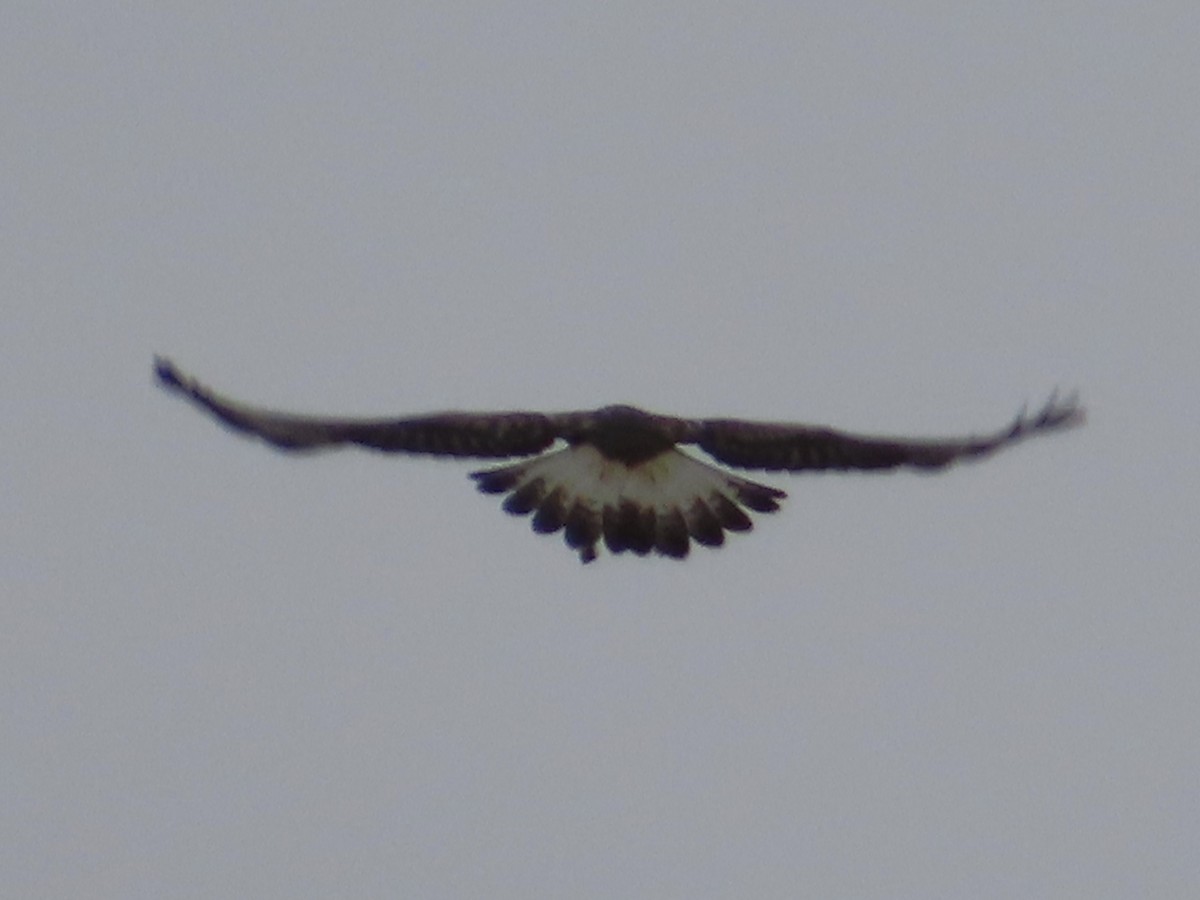 Rough-legged Hawk - ML610657671