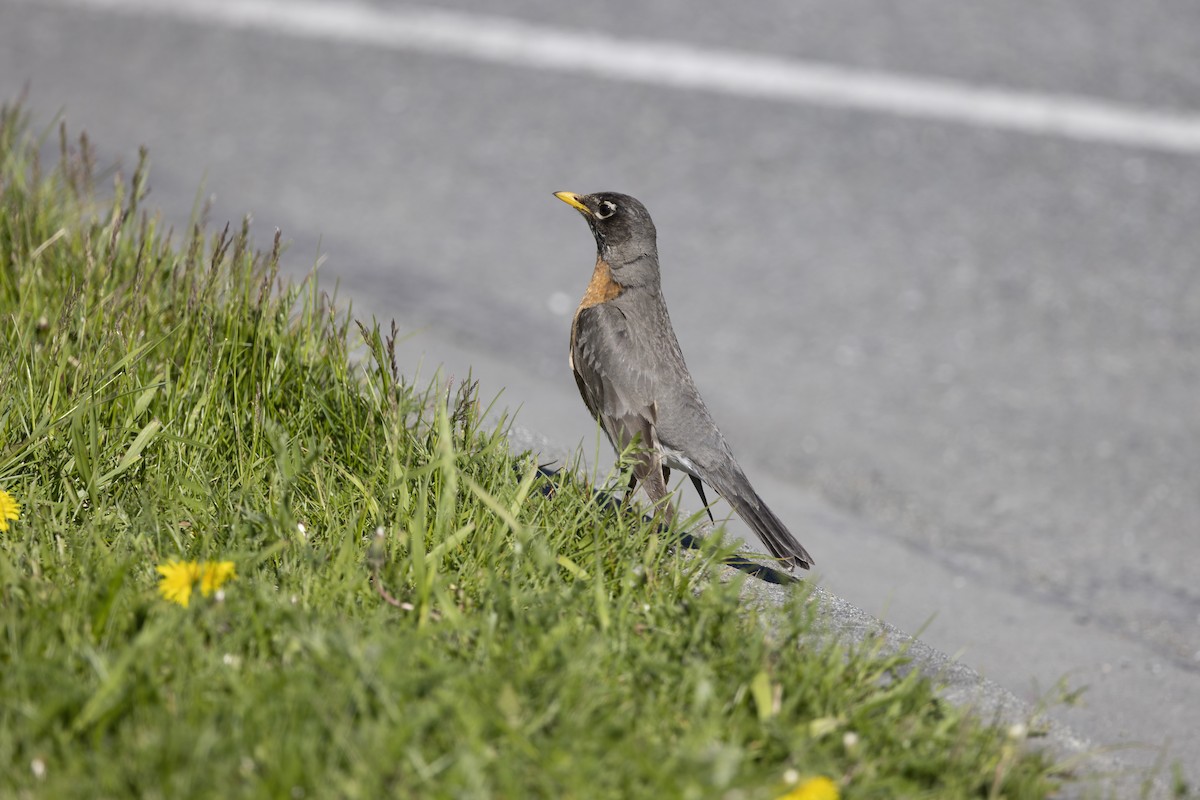 American Robin - ML610657713