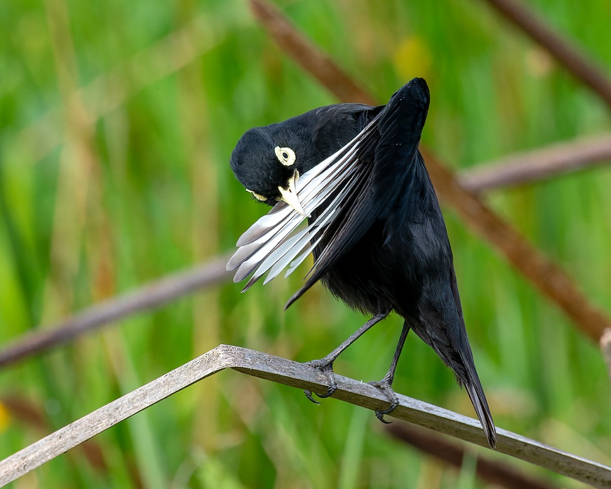 Spectacled Tyrant - Pablo Maass Zepeda