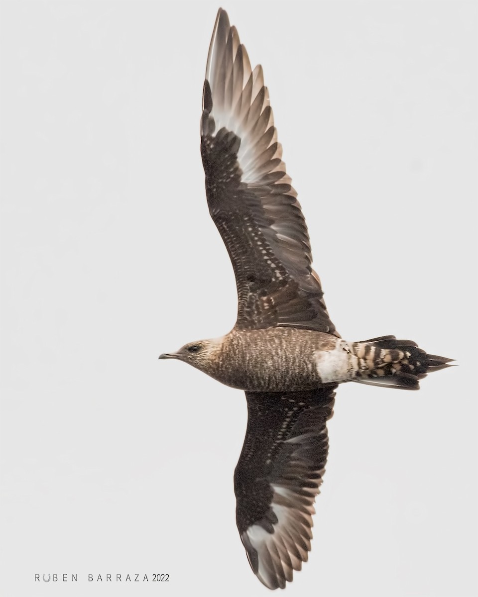 Parasitic Jaeger - Rubén Barraza