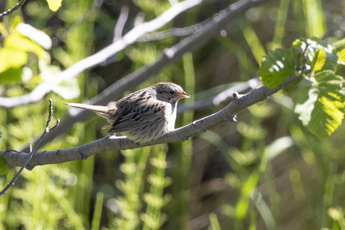 Lincoln's Sparrow - ML610657763