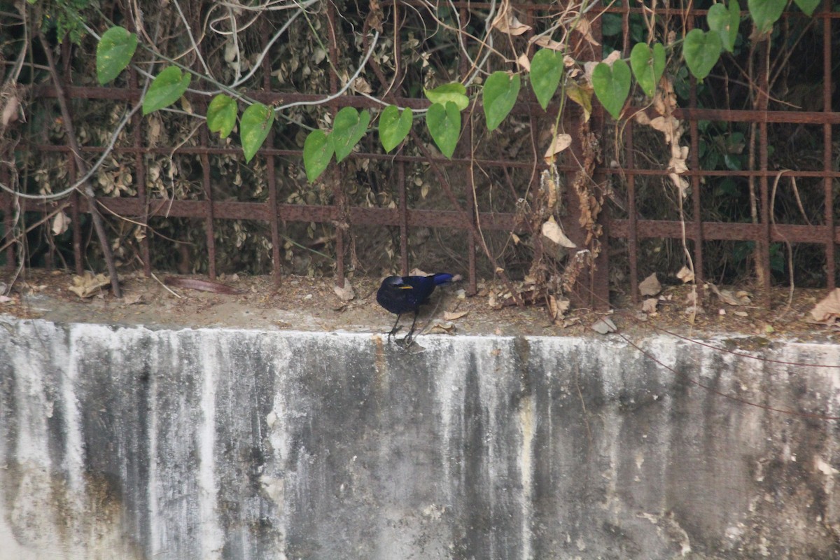 Blue Whistling-Thrush (Yellow-billed) - ML610657777