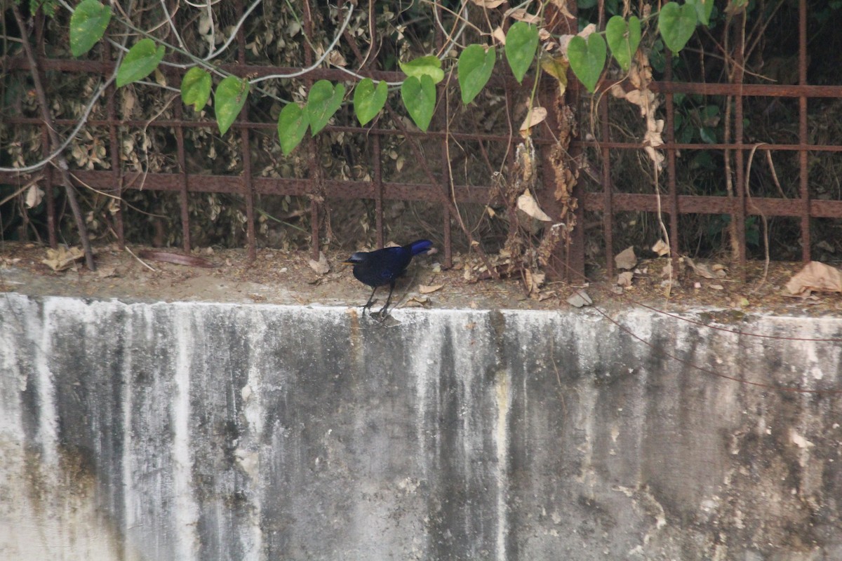 Blue Whistling-Thrush (Yellow-billed) - ML610657802