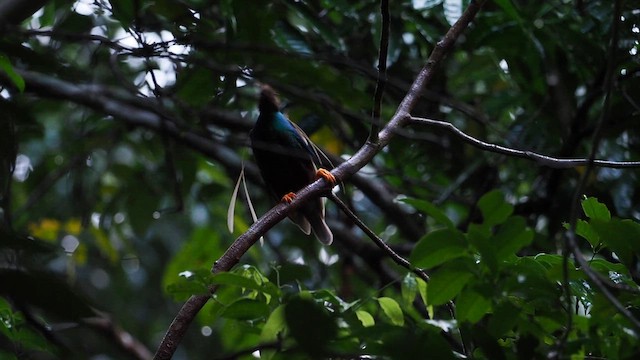Standardwing Bird-of-Paradise - ML610657834