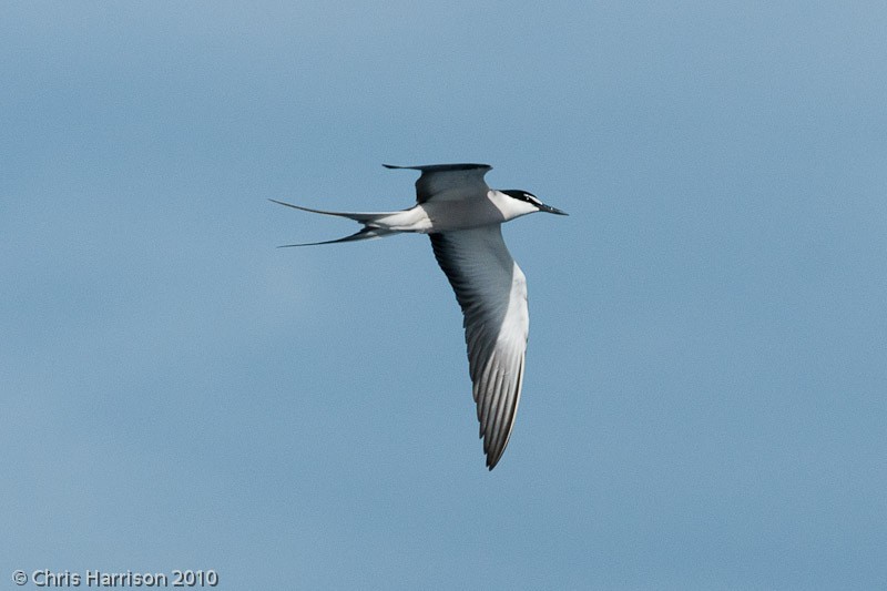 Bridled Tern - ML610657841