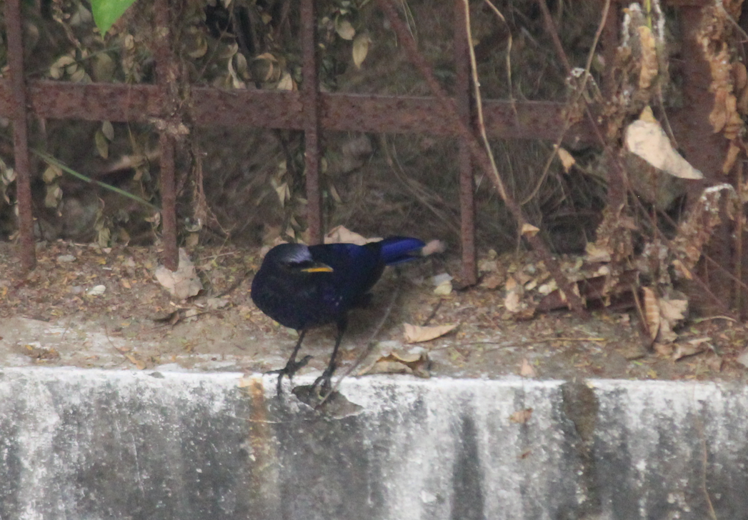 Blue Whistling-Thrush (Yellow-billed) - ML610657850
