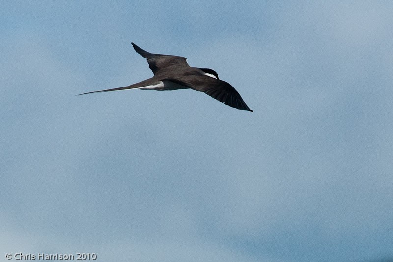 Bridled Tern - ML610657852