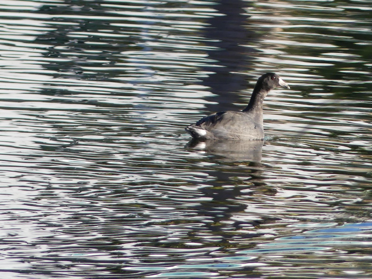 American Coot - ML610658028