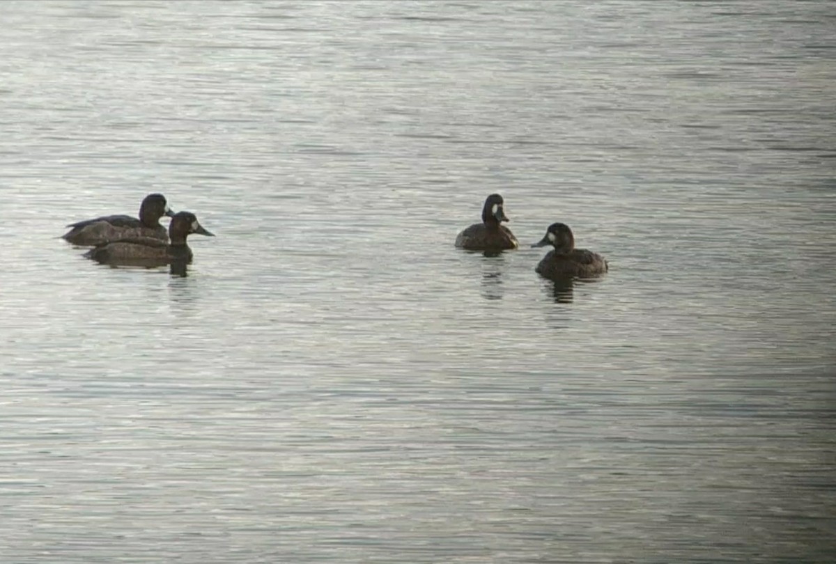 Greater Scaup - ML610658063