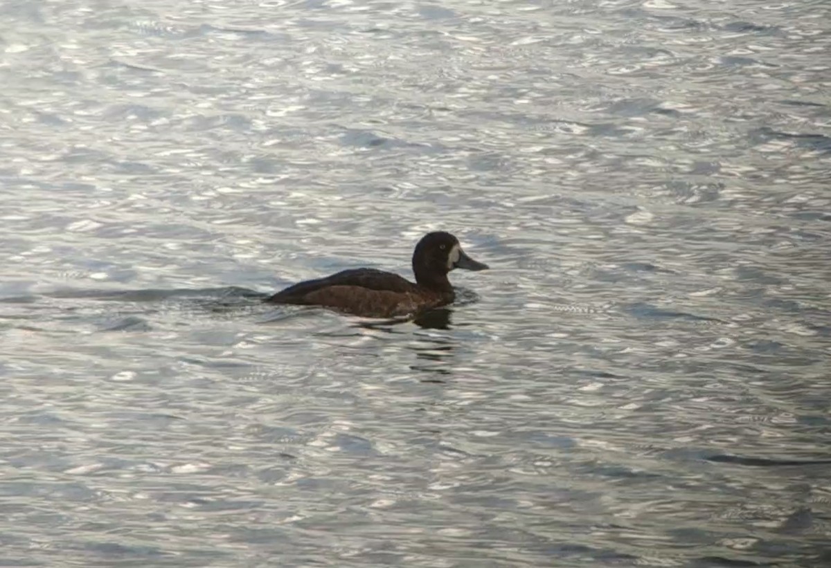 Greater Scaup - ML610658140