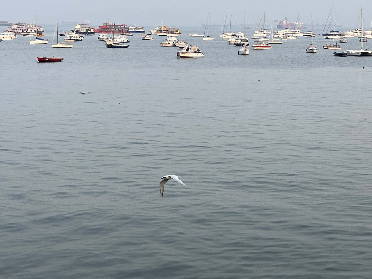 Gull-billed Tern - ML610658151