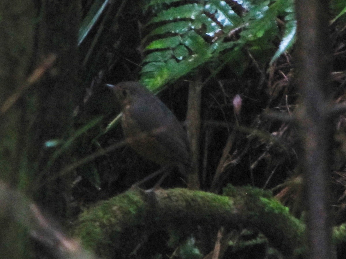 Speckle-breasted Antpitta - ML610658283