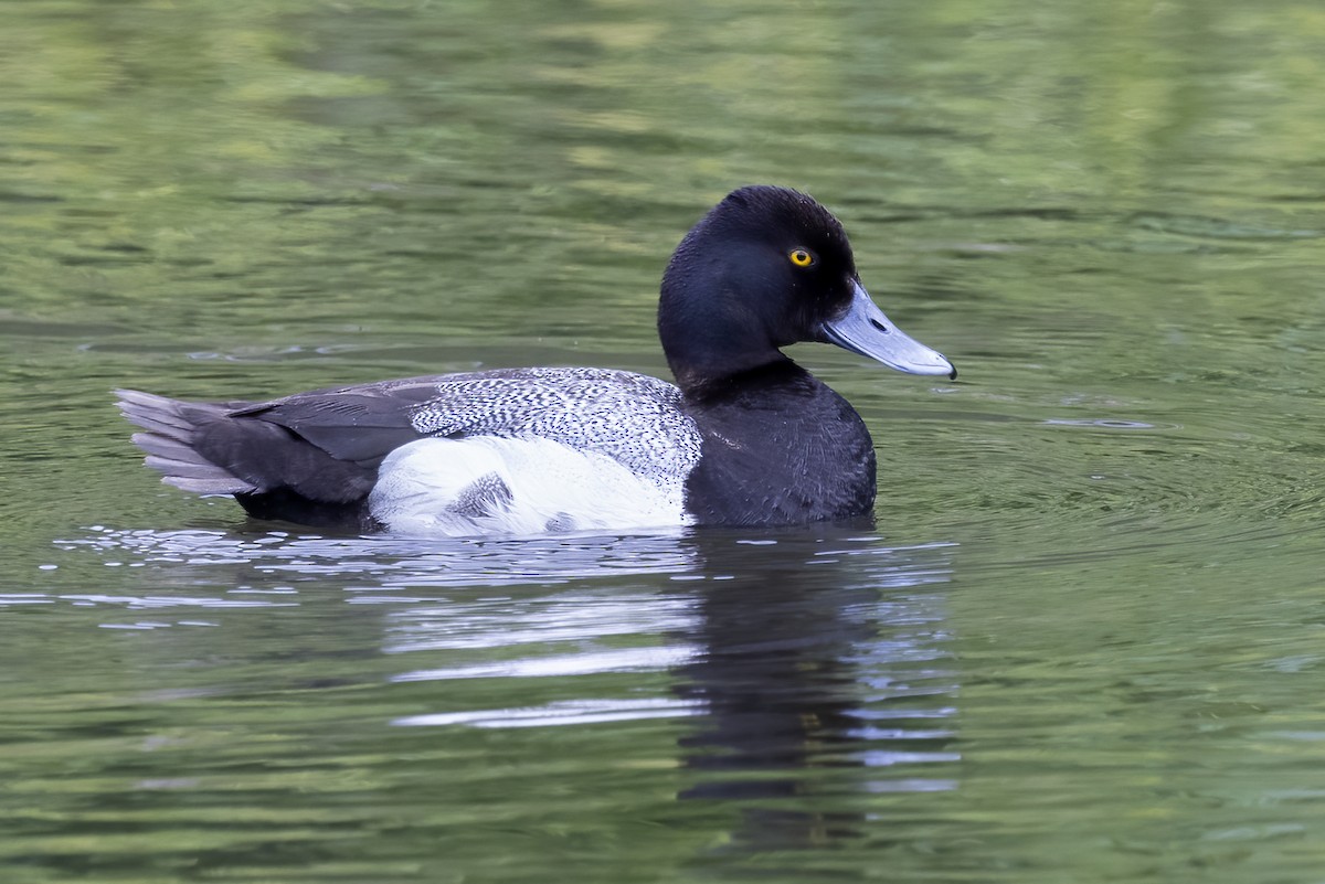 Lesser Scaup - ML610658323