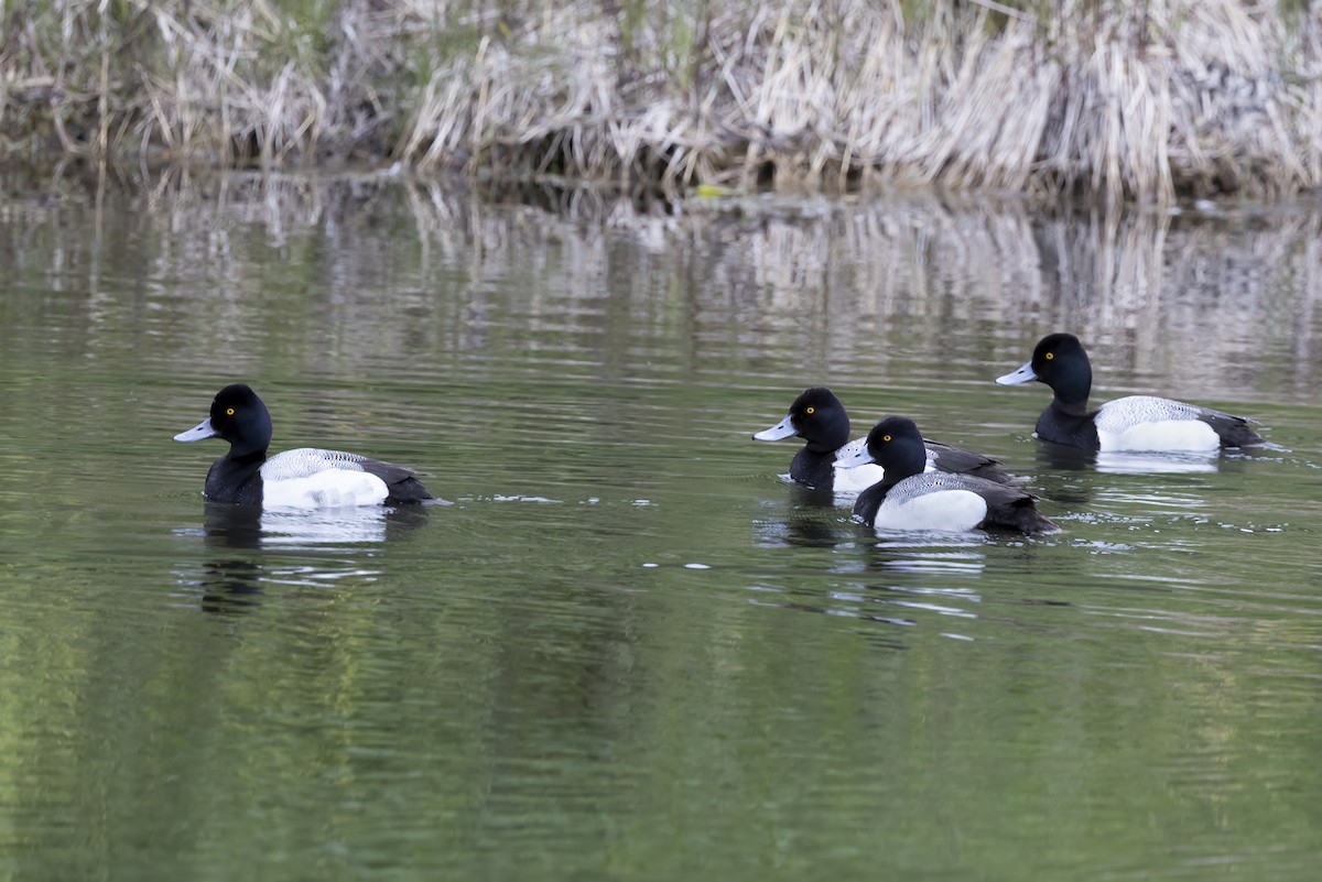 Lesser Scaup - Delfin Gonzalez