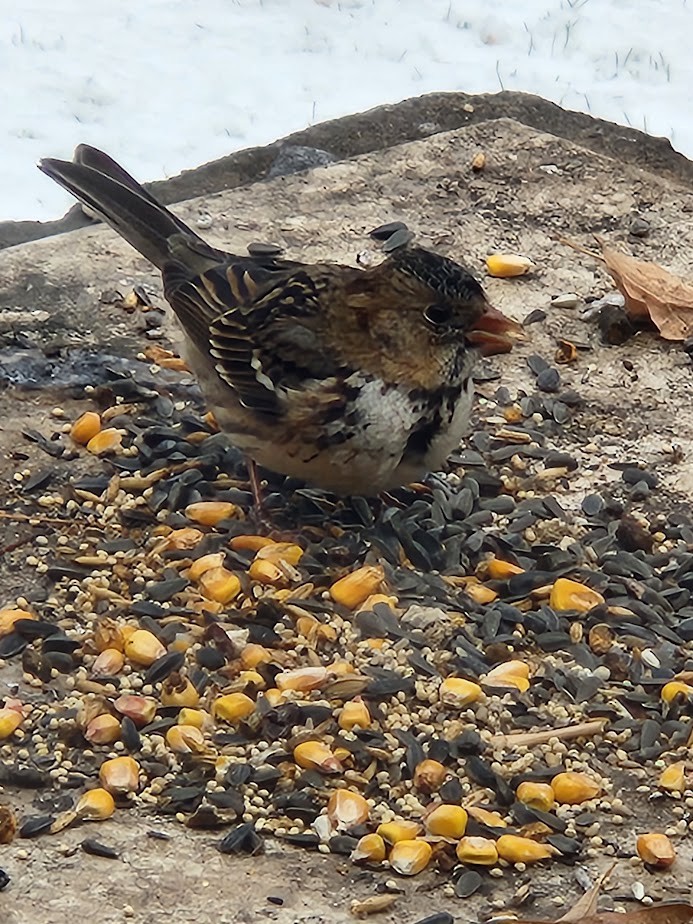 Harris's Sparrow - ML610658328