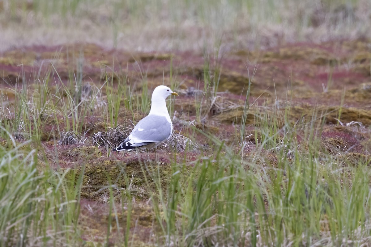 Short-billed Gull - ML610658339