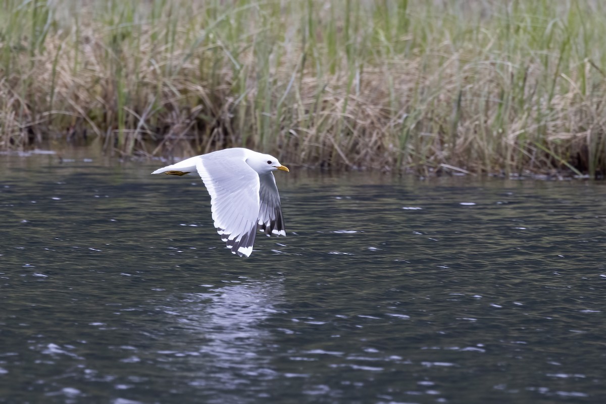 Short-billed Gull - ML610658340