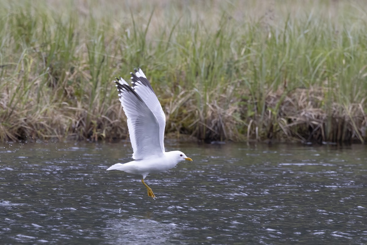 Short-billed Gull - Delfin Gonzalez