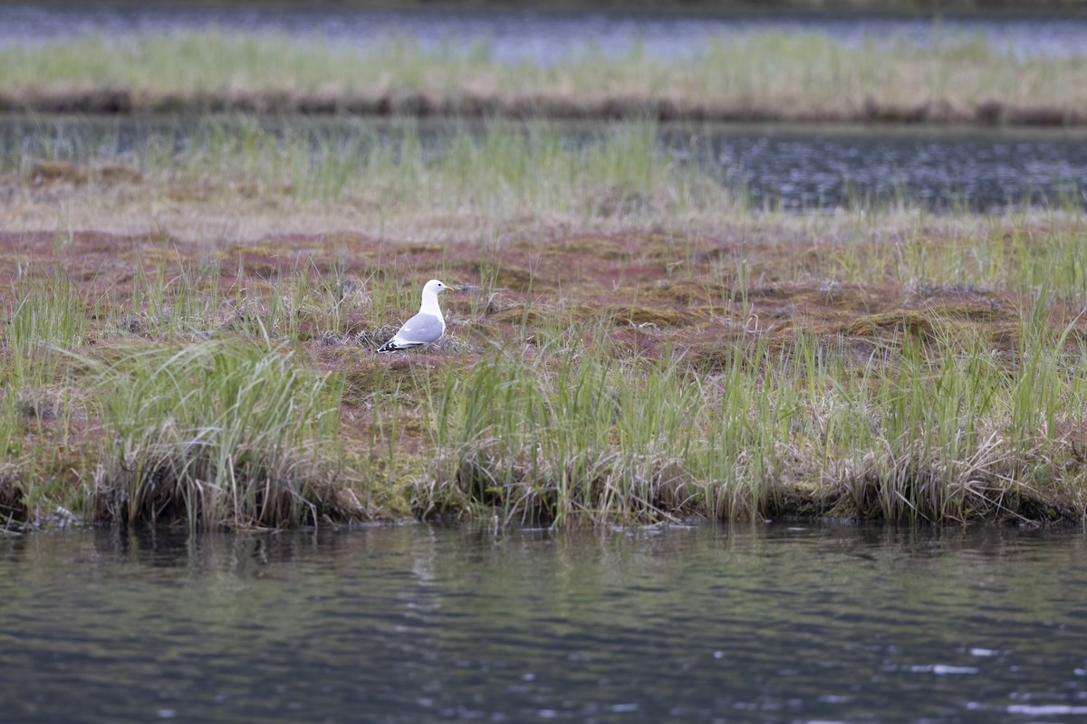 Short-billed Gull - ML610658342