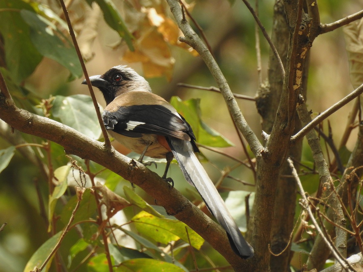 Gray Treepie - ML610658343