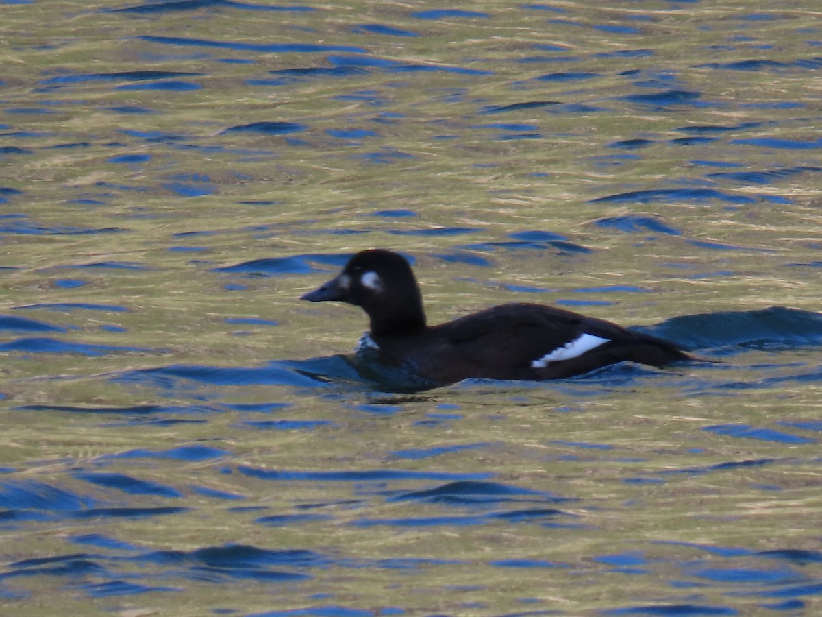 White-winged Scoter - John Parker